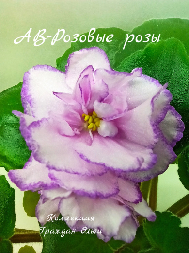 АВ-Розовые Розы