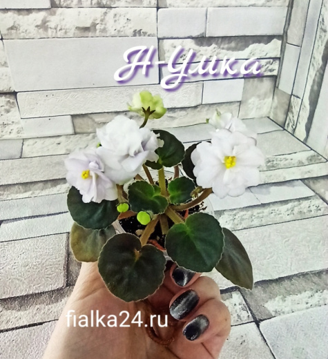 Н-Умка