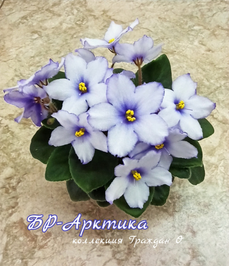 БР-Арктика 