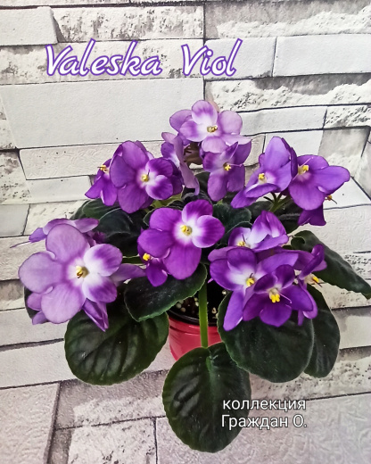 Valeska Viol (Fischer)
