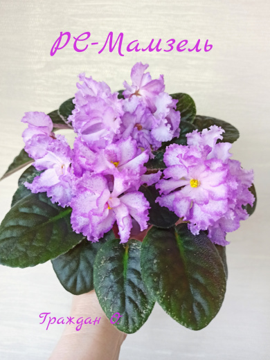 РС-Мамзель