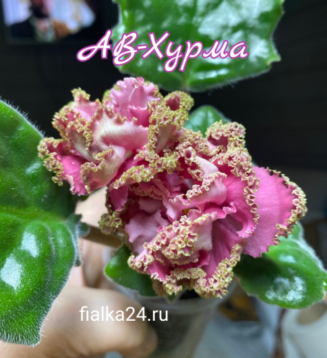 АВ-Хурма