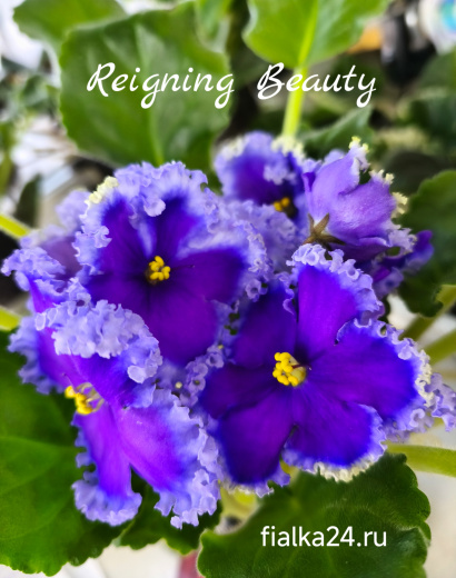 Reigning Beauty (J.Swift)