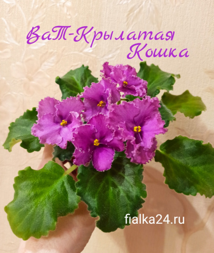 ВаТ-Крылатая Кошка
