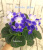 Valeska Blue (Fischer)