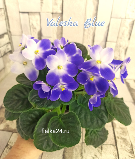 Valeska Blue (Fischer)