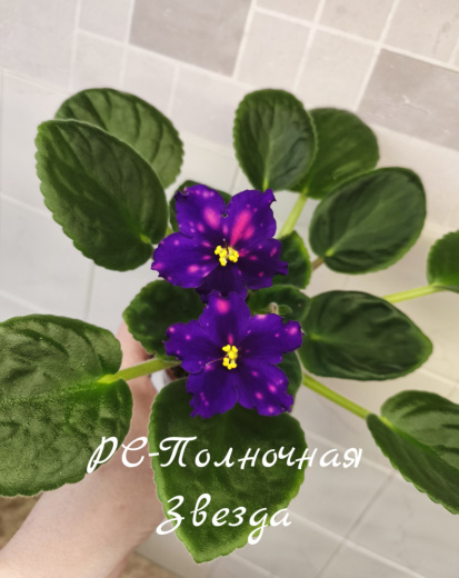 РС-Полночная Звезда