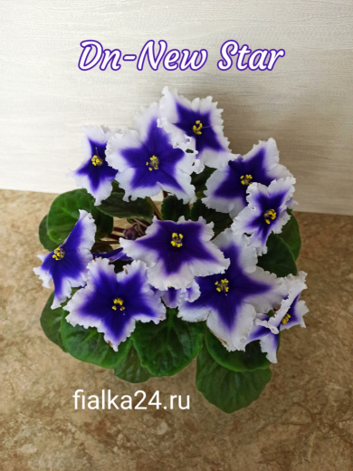 Dn-New Star