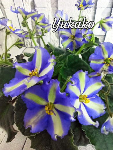 Yukako (U.Masahiro)