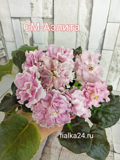 Аэлита