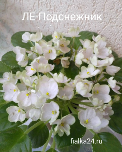 Н-Подснежник 