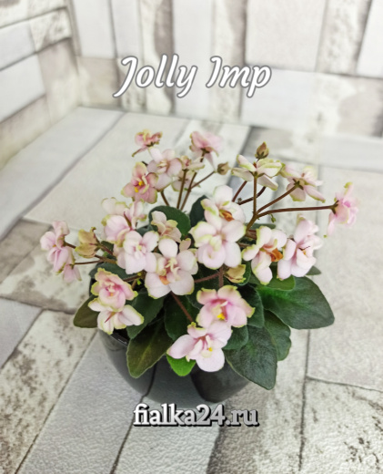 Jolly Imp (Pittman)