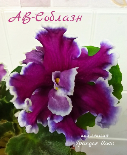 АВ-Соблазн