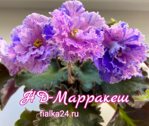 НД-Марракеш
