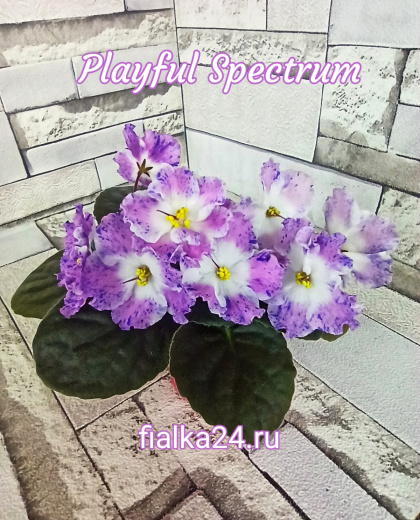Playful Spectrum (Sorano)