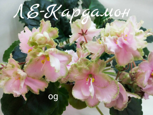ЛЕ-Кардамон