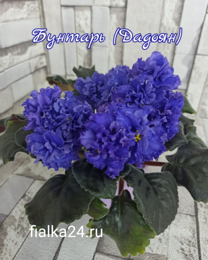Бунтарь (Дадоян)