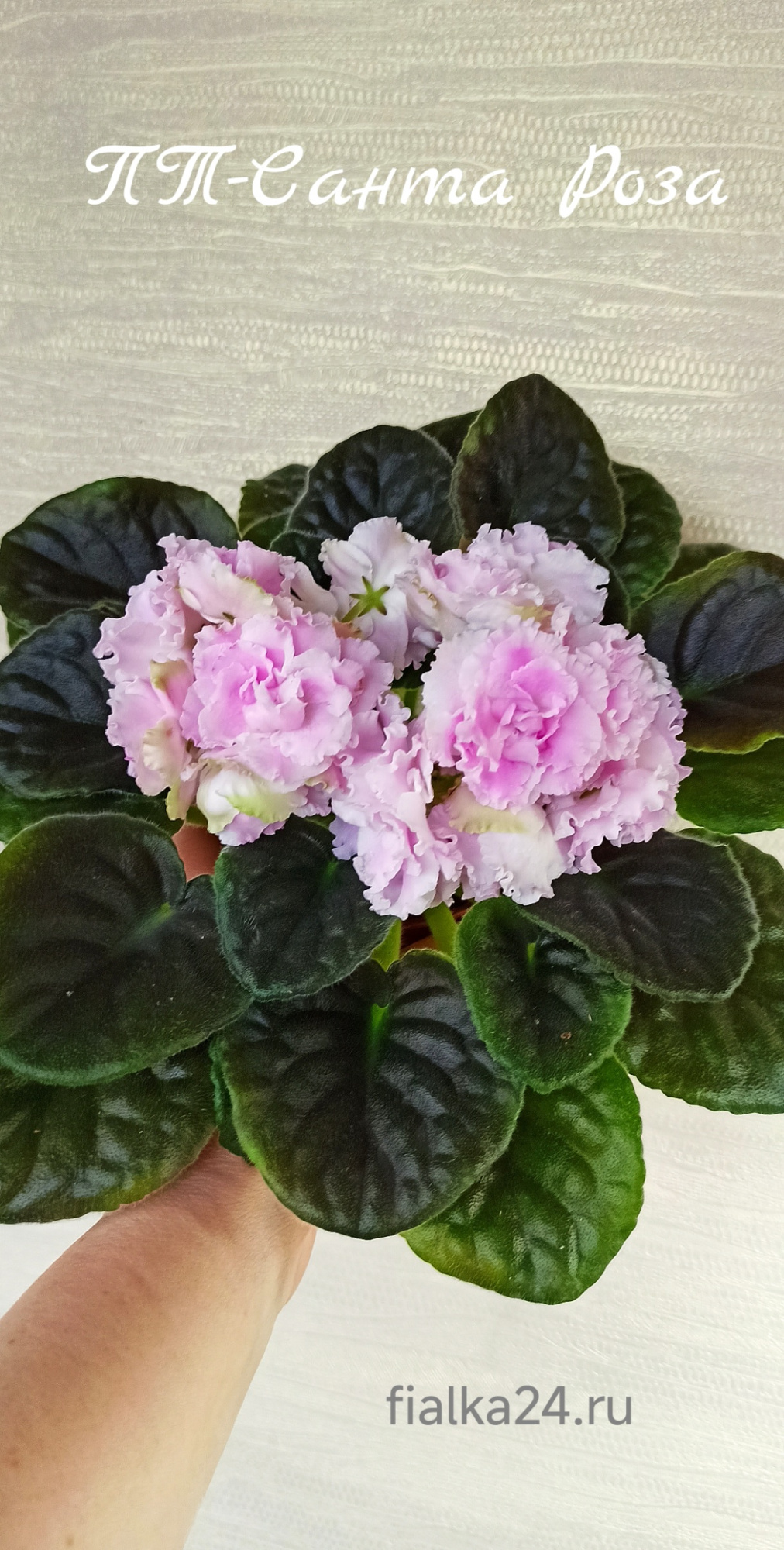 ПТ-Санта Роза