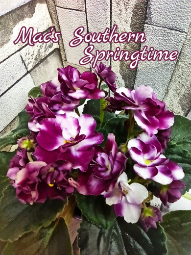 Mac’s Southern Springtime (McDonald)