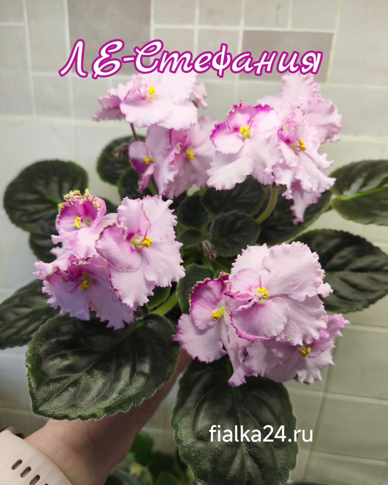 ЛЕ-Стефания