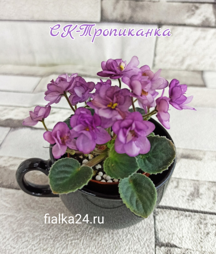 СК-Тропиканка