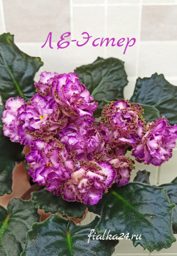 ЛЕ-Эстер