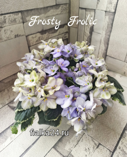 Frosty Frolic (Lyon)