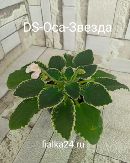 DS- Оса-Звезда