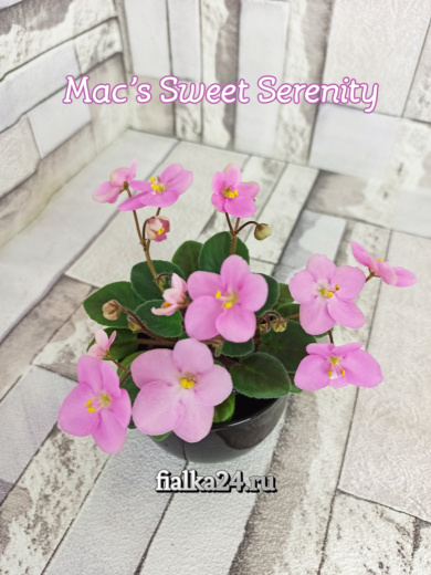 Mac's Sweet Serenity (McDonald)