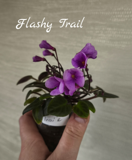 Flashy Trail (Pittman)