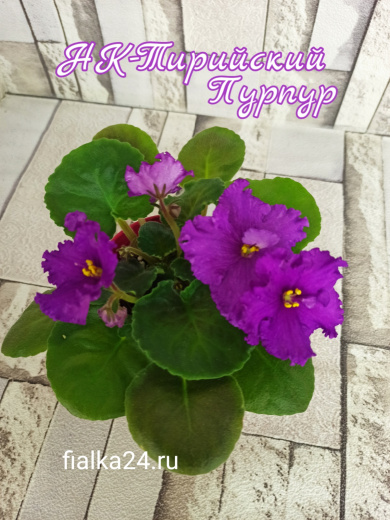 НК-Тирский Пурпур