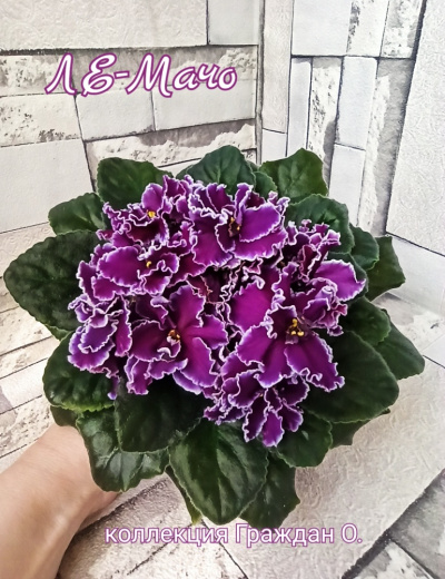 ЛЕ-Мачо