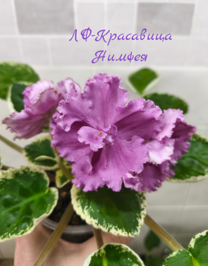 ЛФ-Красавица Нимфея