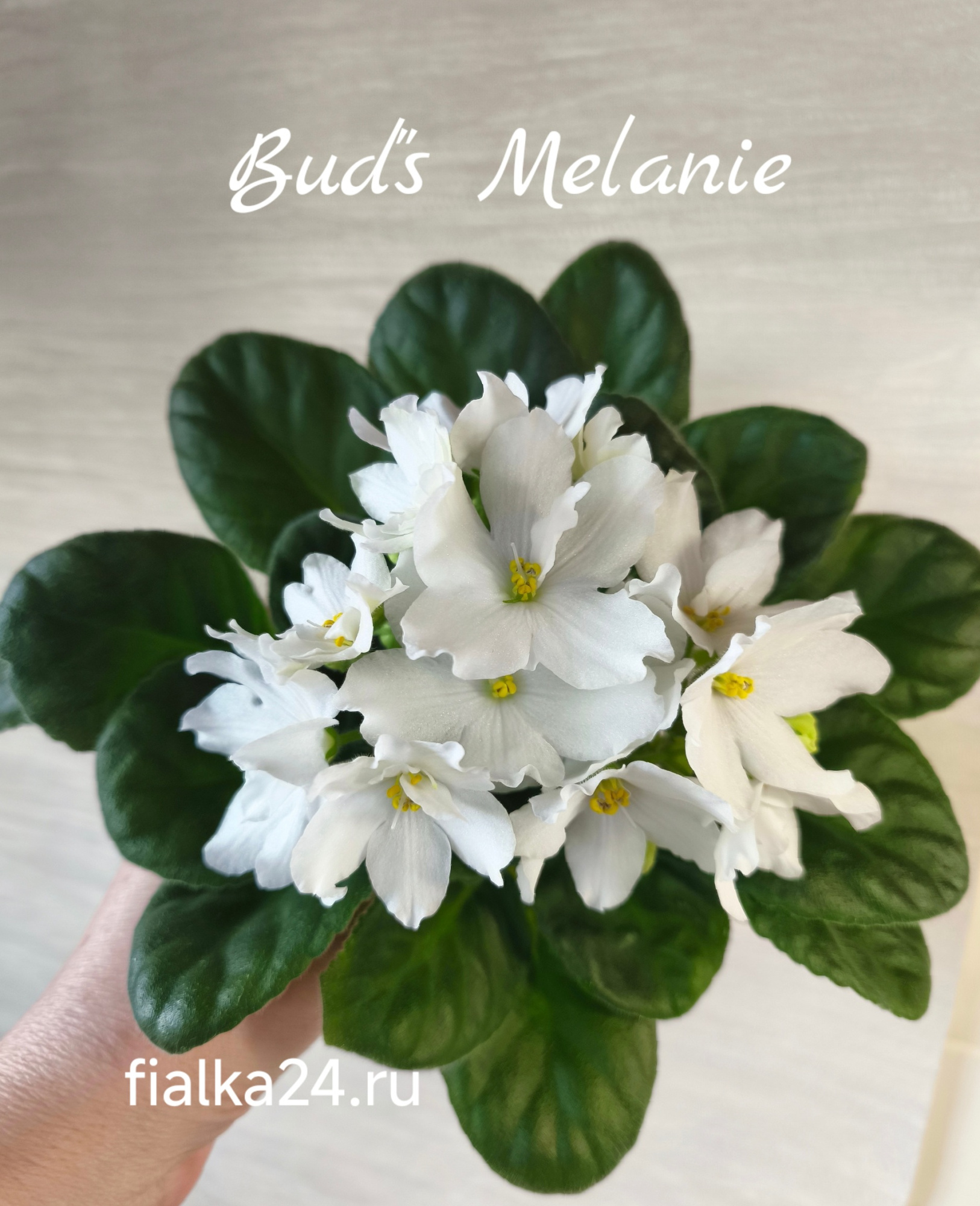 Bud's Melanie (B.Weber)
