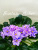 Fantasy Maker (Sorano)