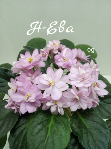 Н-Ева