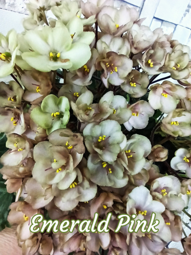 Emerald Pink (LLG/Sorano)