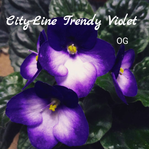 City-Line Trendy Violet (Marienoord)