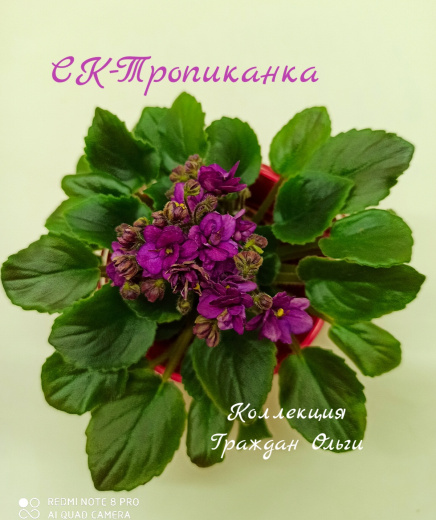 СК-Тропиканка