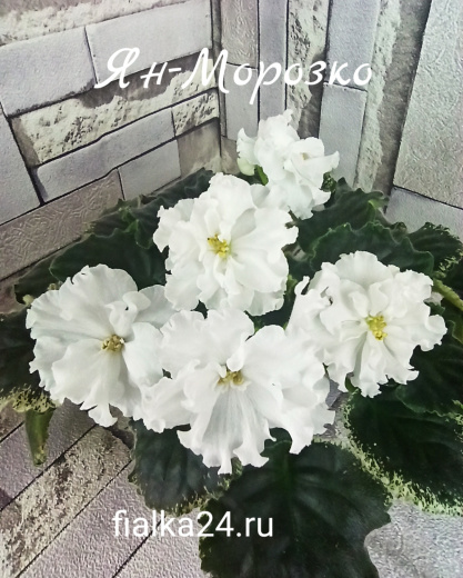 Ян-Морозко