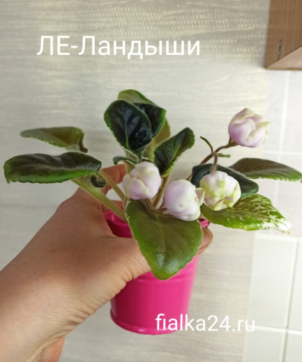 ЛЕ-Ландыши