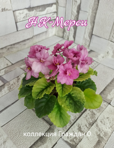 НК-Мерси