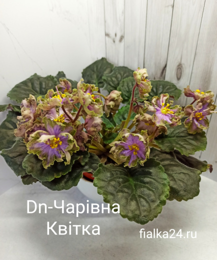 Dn-Чарiвна Квiтка 