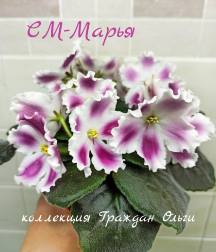 СМ-Марья