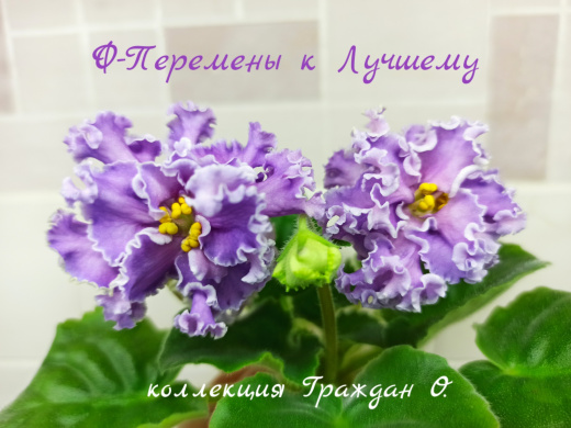 Ф-Перемены к Лучшему