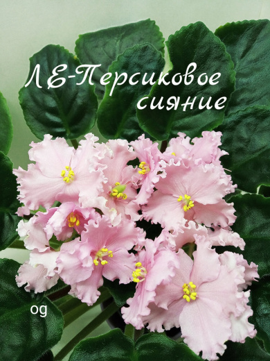 ЛЕ - Персиковое сияние