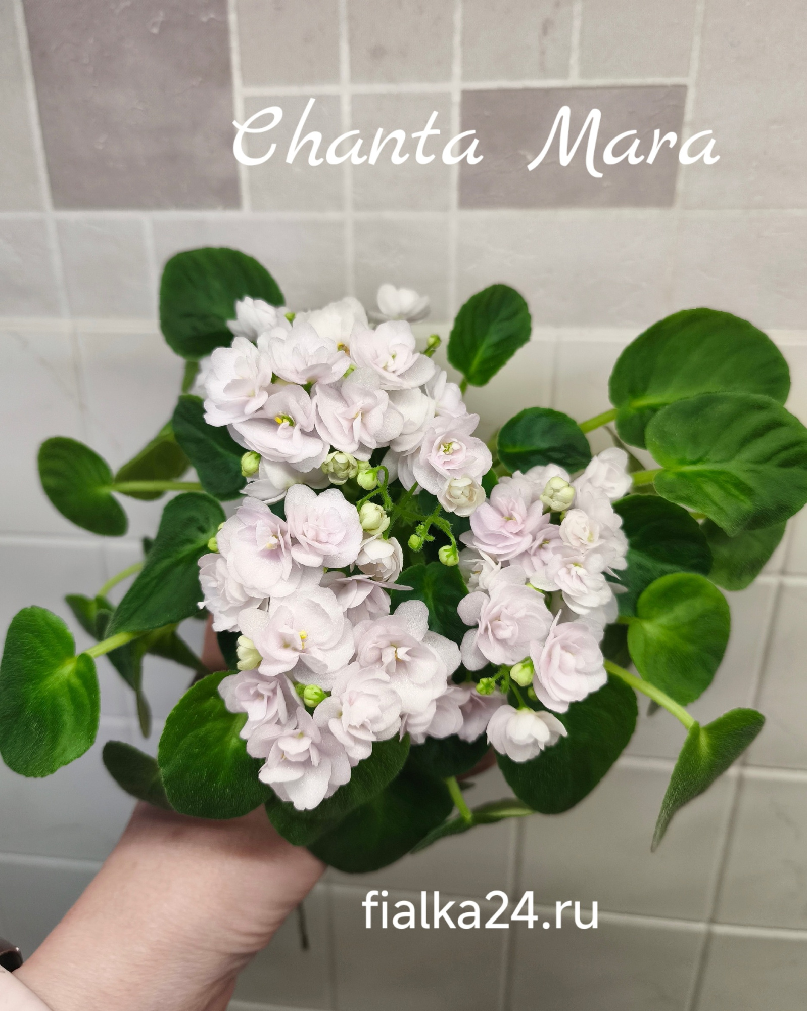 Chanta Mara (Holland Snow)
