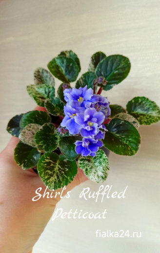 Shirl's Ruffled Petticoat (Sanders)