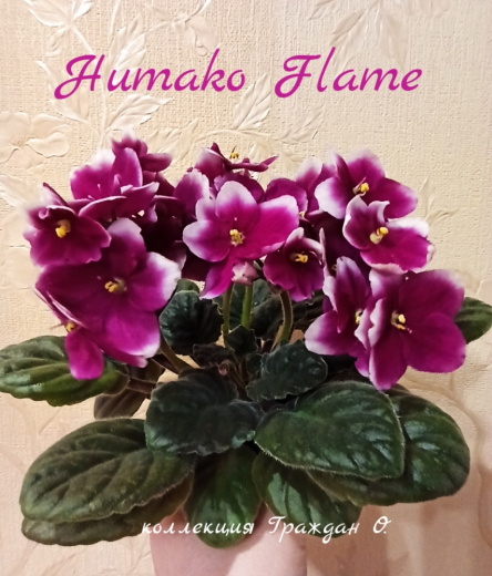 Humako Flame