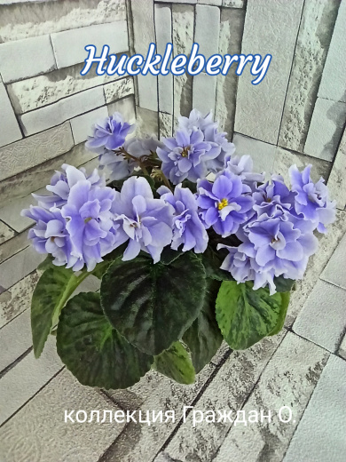 Huckleberry (Fredette)